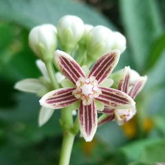 Cynanchum montevidense