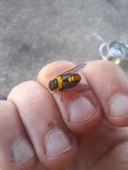 Scaptia pulchra