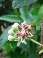 Cynanchum montevidense