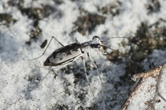 Ellipsoptera hirtilabris