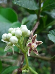 Cynanchum montevidense