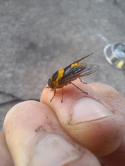 Scaptia pulchra
