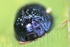 Hemisphaerota cyanea