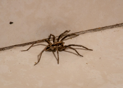 Lycosa erythrognatha