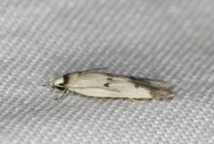 Compsotropha