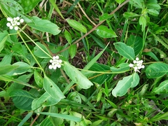 Cynanchum montevidense