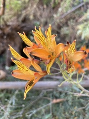 Alstroemeria ligtu simsii