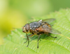 Calliphora stygia