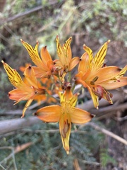 Alstroemeria ligtu simsii