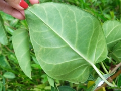 Cynanchum montevidense