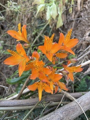 Alstroemeria ligtu simsii