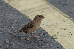 Passer domesticus