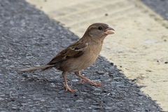 Passer domesticus