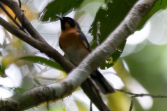 Symposiachrus trivirgatus