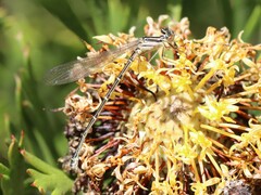 Austroagrion watsoni