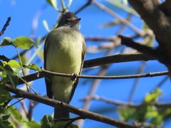Elaenia flavogaster