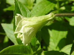 Epilobium luteum