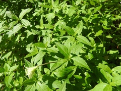 Epilobium luteum