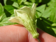 Epilobium luteum