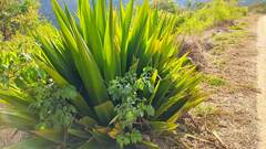 Furcraea andina