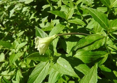 Epilobium luteum