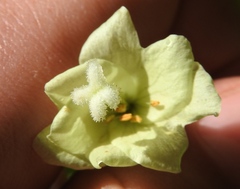 Epilobium luteum