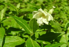 Epilobium luteum