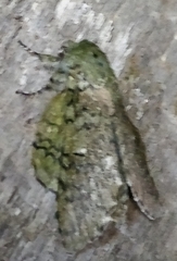 Disphragis