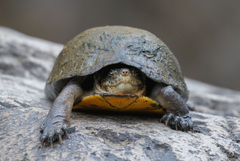 Kinosternon integrum