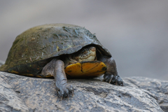 Kinosternon integrum