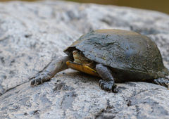 Kinosternon integrum