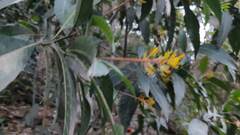 Palicourea padifolia