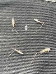 Rytidosperma duttonianum