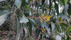 Palicourea padifolia