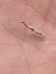 Rytidosperma duttonianum