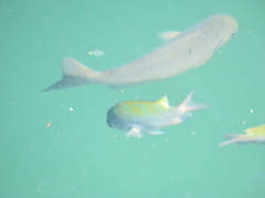 Abudefduf troschelii