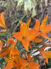 Alstroemeria ligtu simsii