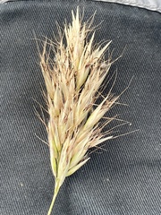 Rytidosperma duttonianum