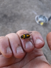 Scaptia pulchra