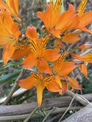 Alstroemeria ligtu simsii