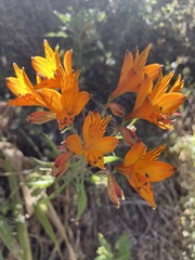 Alstroemeria ligtu simsii