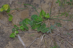 Matelea parviflora