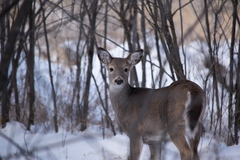 Odocoileus virginianus