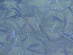 Abudefduf troschelii