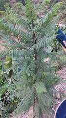 Jacaranda mimosifolia