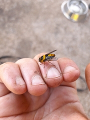 Scaptia pulchra