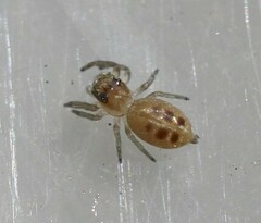 Opisthoncus sexmaculatus