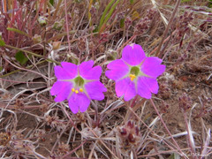 Mirabilis cordifolia