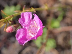 Agalinis fasciculata