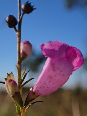 Agalinis fasciculata